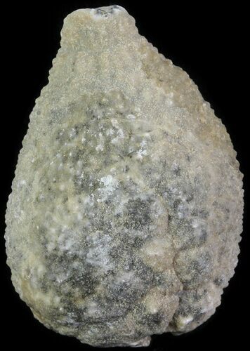 Cystoid (Holocystites) Fossil - Indiana #61959